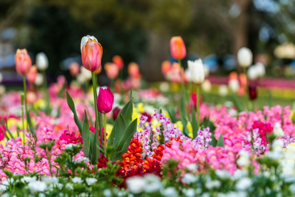 Toowoomba Carnival of Flowers